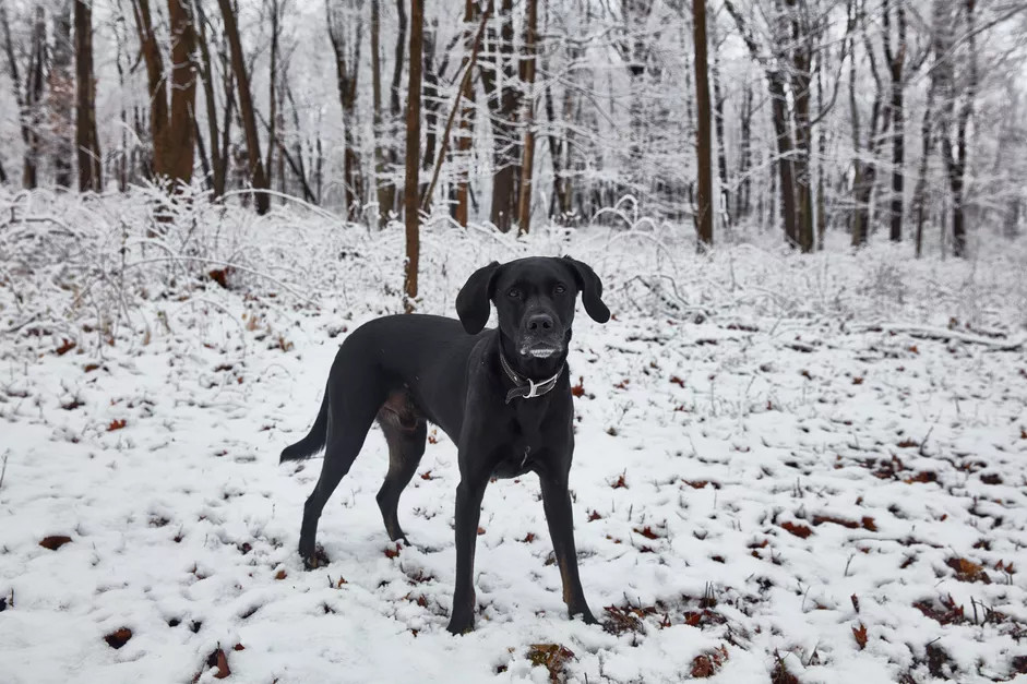 一只在雪地里的黑色拉布拉多犬