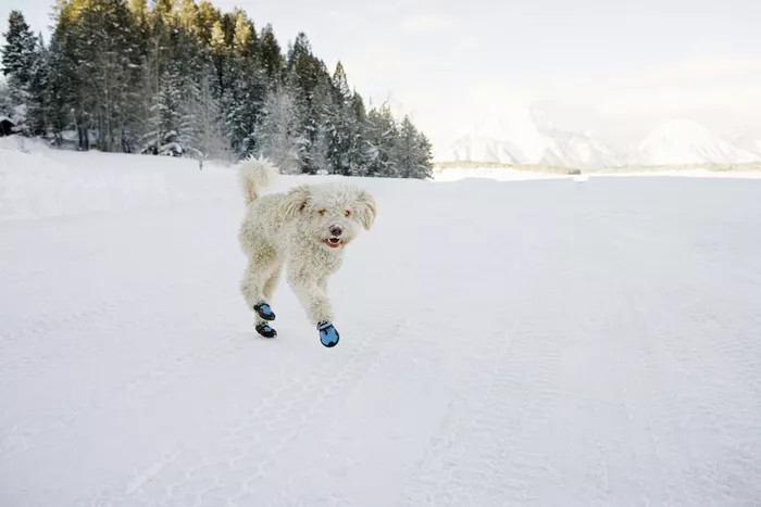 一只穿着狗靴在雪地里玩耍的幼犬