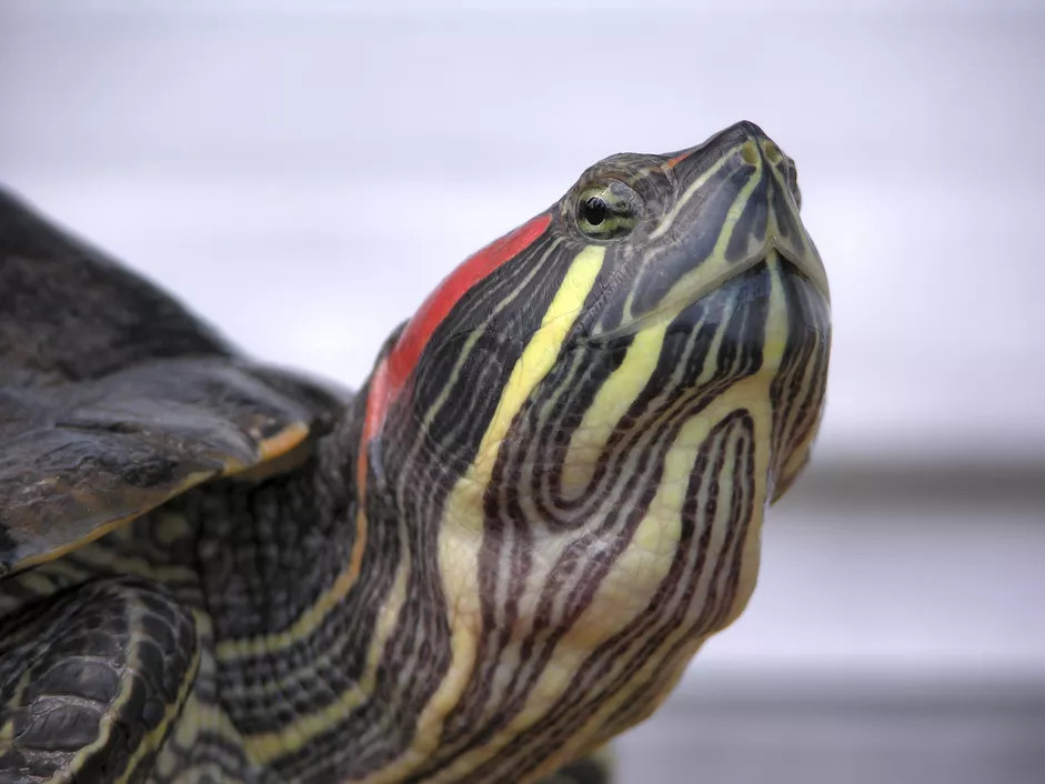 一只成年的红耳龟