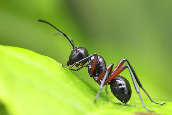 爬在树叶上的蚂蚁