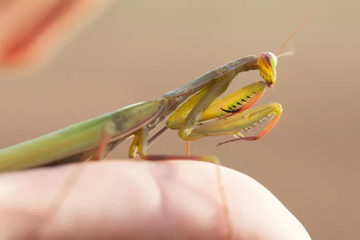 一只绿色的母螳螂