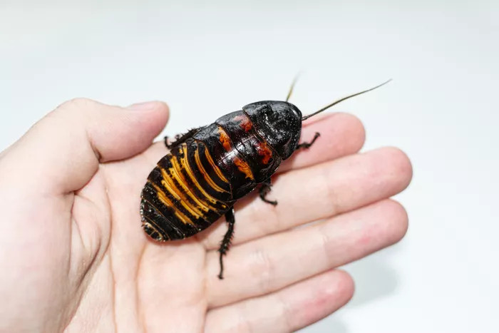 一只马达加斯加发声蟑螂