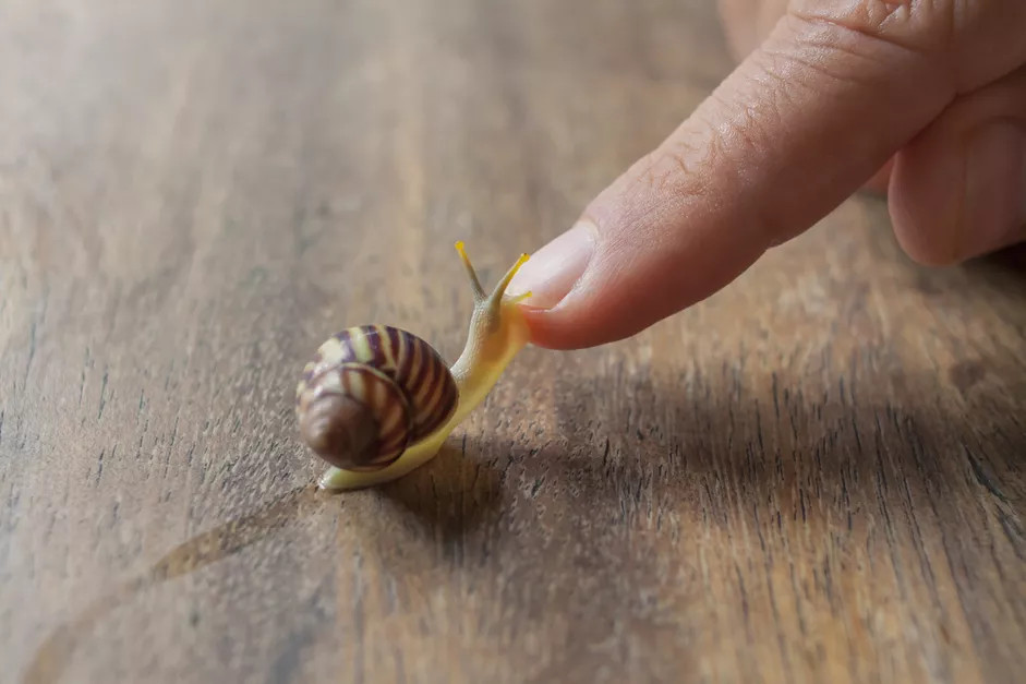 一只与主人互动的花园蜗牛