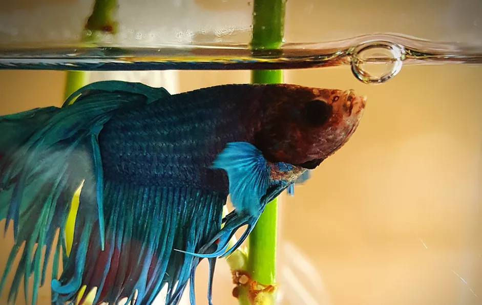 在鱼缸中生活的一条蓝色的泰国斗鱼