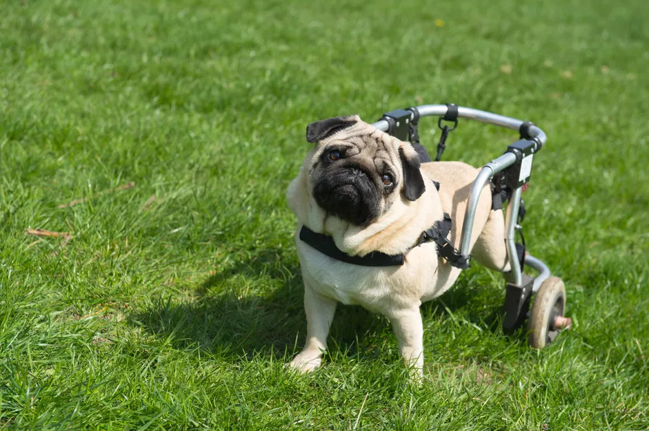 一只配备移动推车的残疾狗