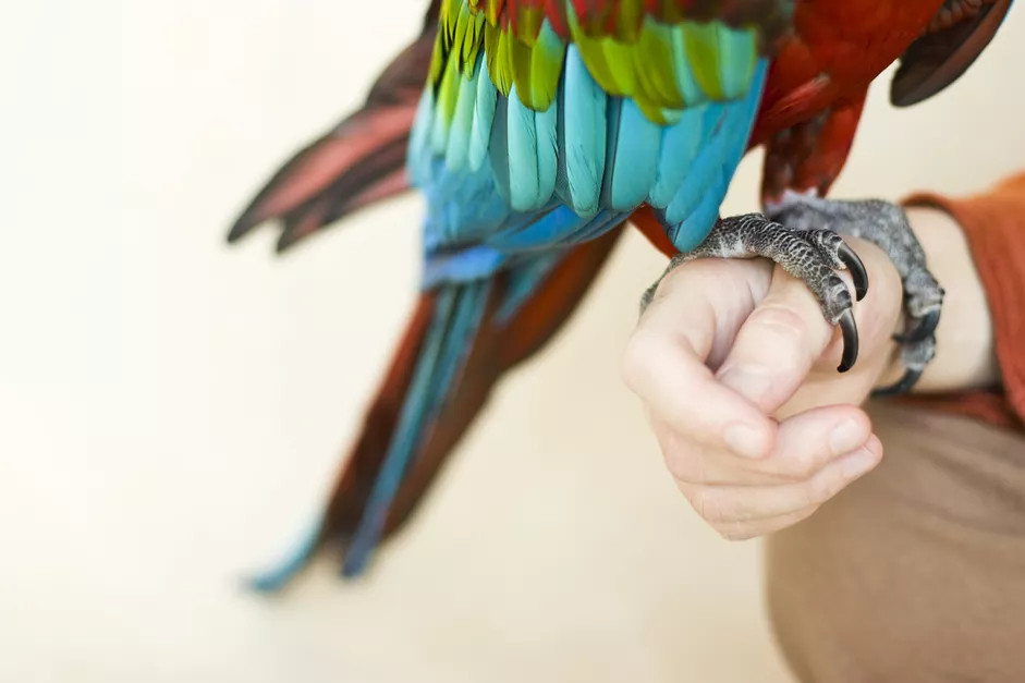 如何给宠物鸟修剪指甲？