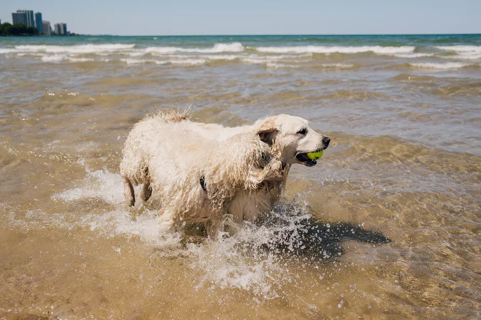 一只在海边洗澡的金毛狗