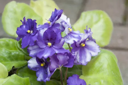 正在开花的非洲紫罗兰