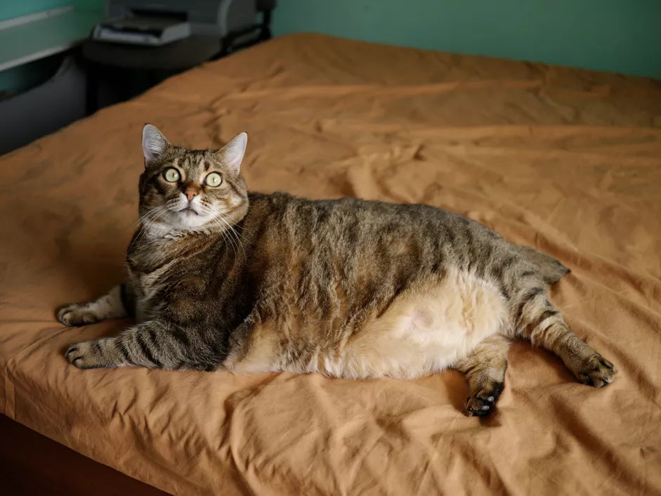 一只体重超标的中华狸花猫