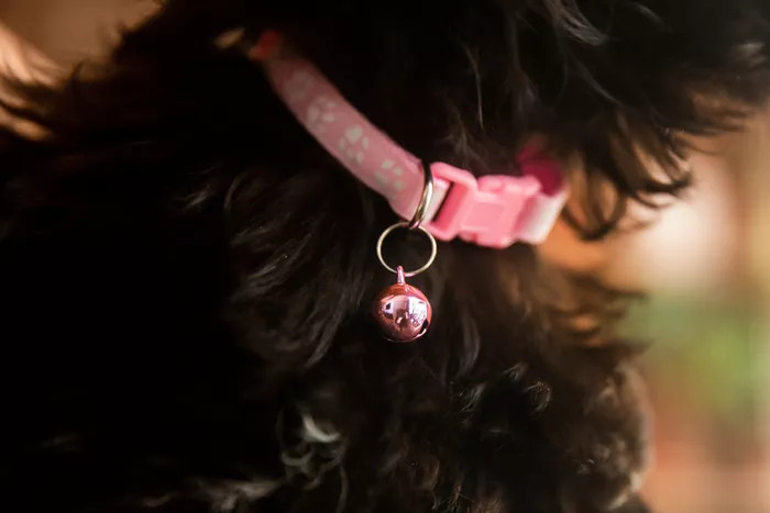 黑色小狗脖子上贴着粉色铃铛的粉色狗项圈，特写