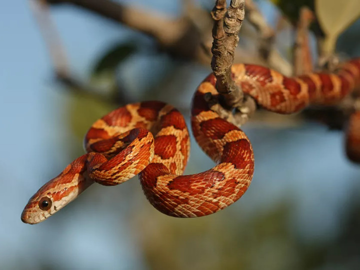 一条盘绕在树枝上的玉米蛇