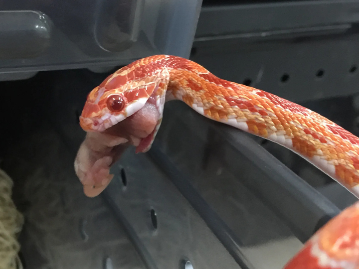 一条正在进食的玉米蛇