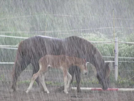 大雨中的马