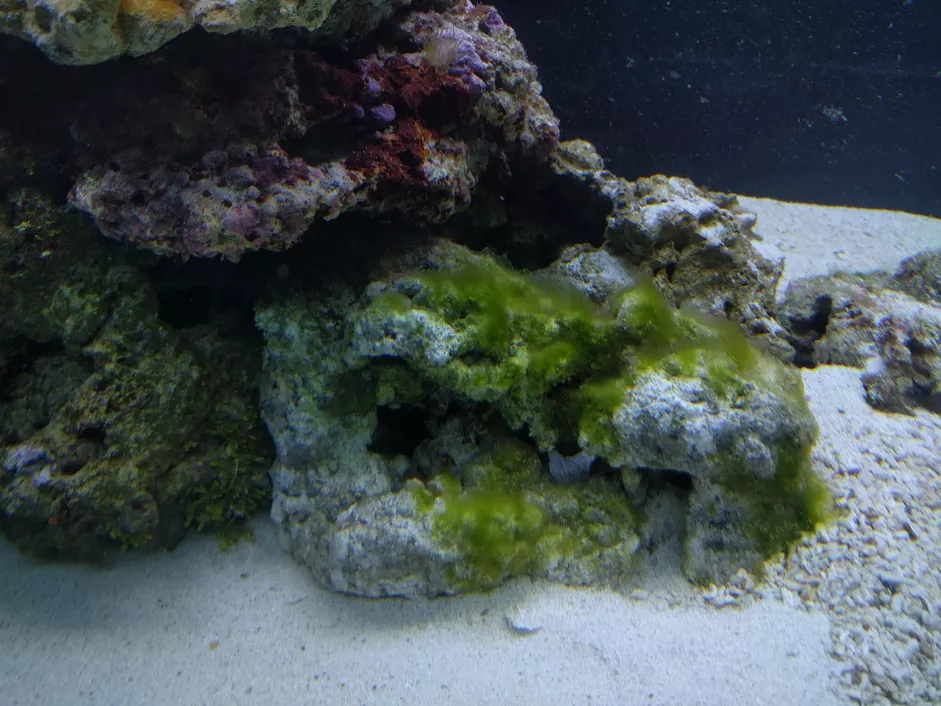 鱼缸中的绿毛藻