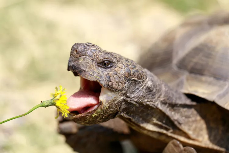 正在吃花朵的成年乌龟