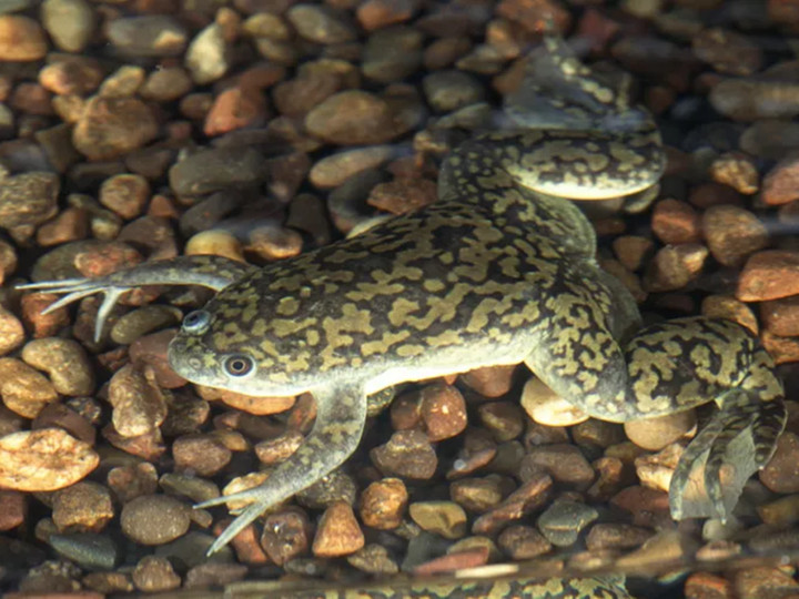 非洲爪蛙爬在水中的砾石上