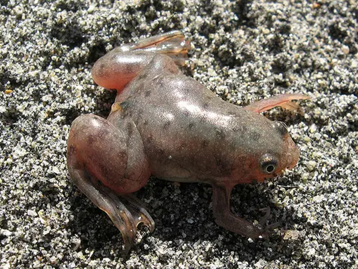 爬在沙地上的非洲爪蛙