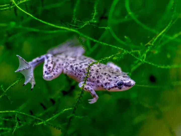 侏儒爪蛙游过水生植物