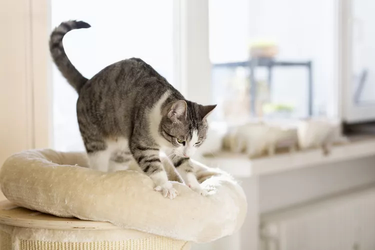 虎斑猫揉着白色的猫床。