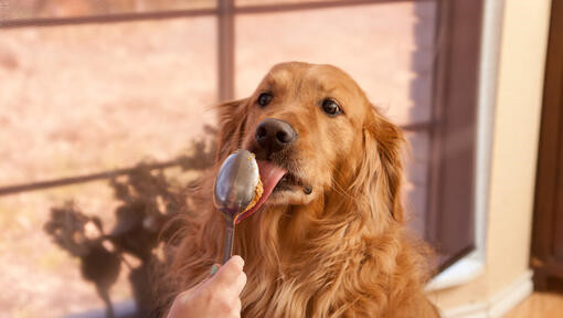 猎犬从勺子上舔花生酱