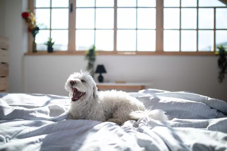 白狗在铺着白床单的床上打哈欠。
