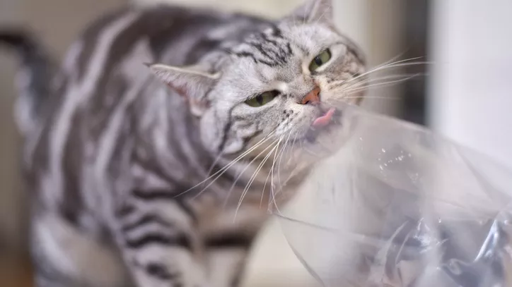 猫咪吃塑料