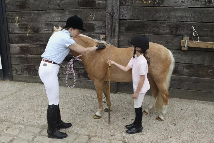 一个女人和一个女孩用测量棒测量小马的高度