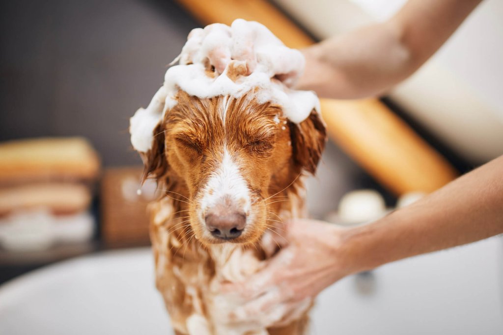 洗澡的棕色狗用洗发水洗头