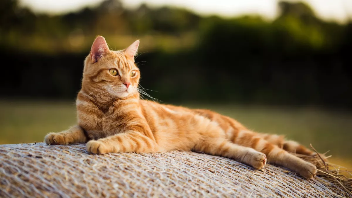 在野外休息的橙色虎斑猫