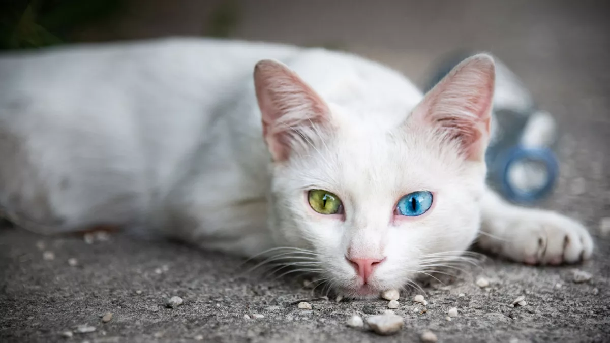 一只眼珠是两种颜色的白猫