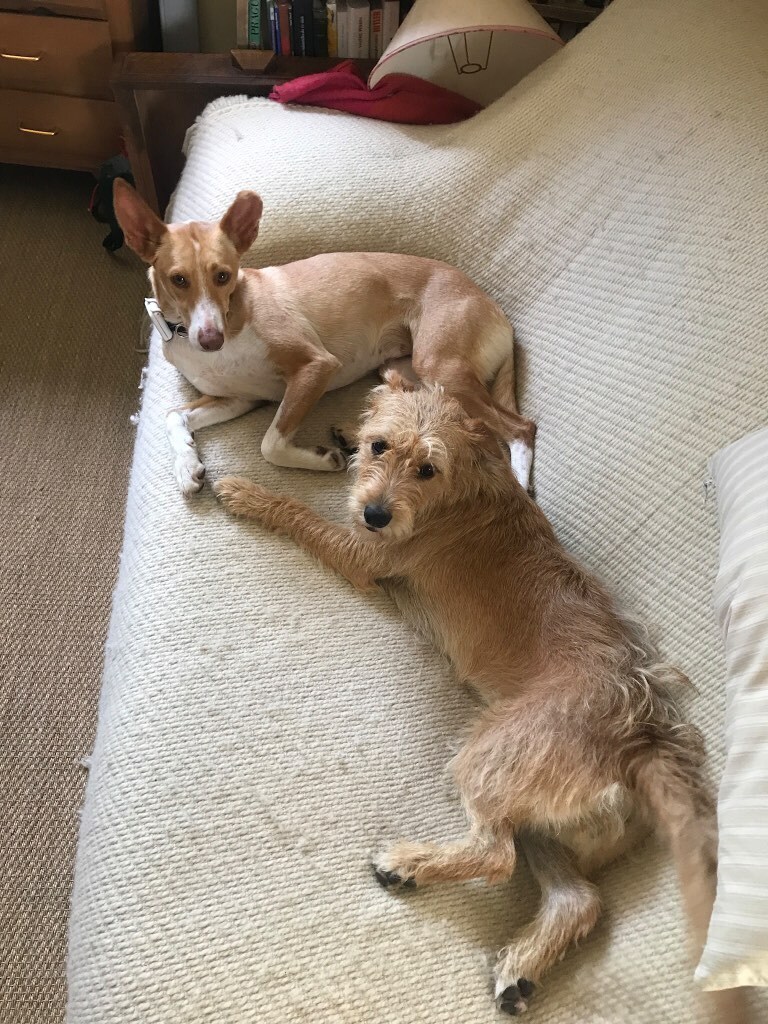 两条棕色的狗躺在沙发上