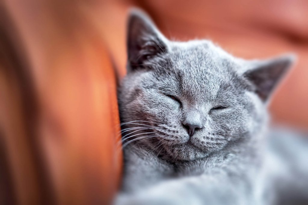 睡在橙色表面上的灰猫