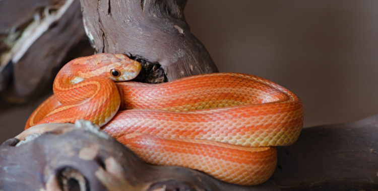 橘黄色的蛇