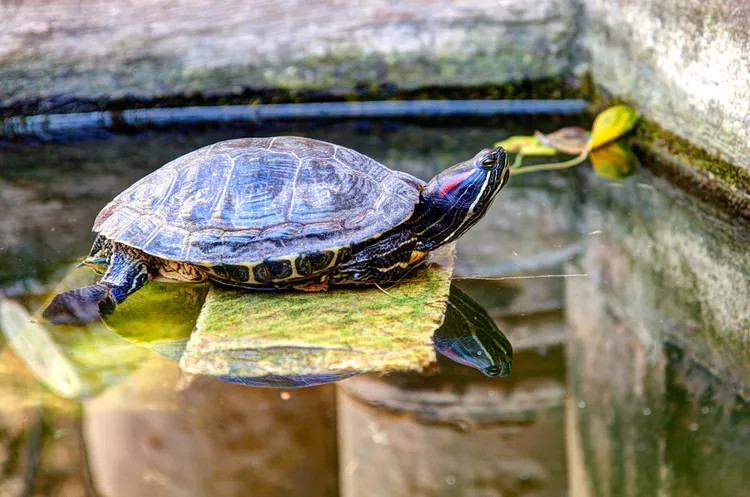 池塘里游出水面晒太阳的红耳龟
