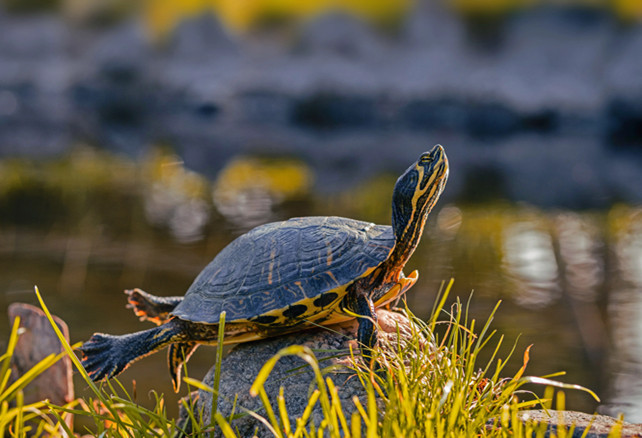 趴在池塘边的石头上晒太阳的黄腹滑龟