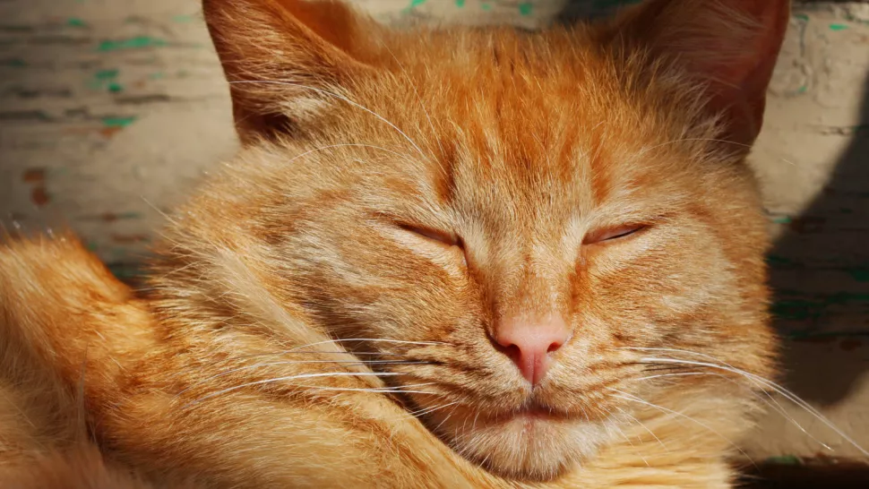 正在眯眼睡觉的橘黄色猫咪