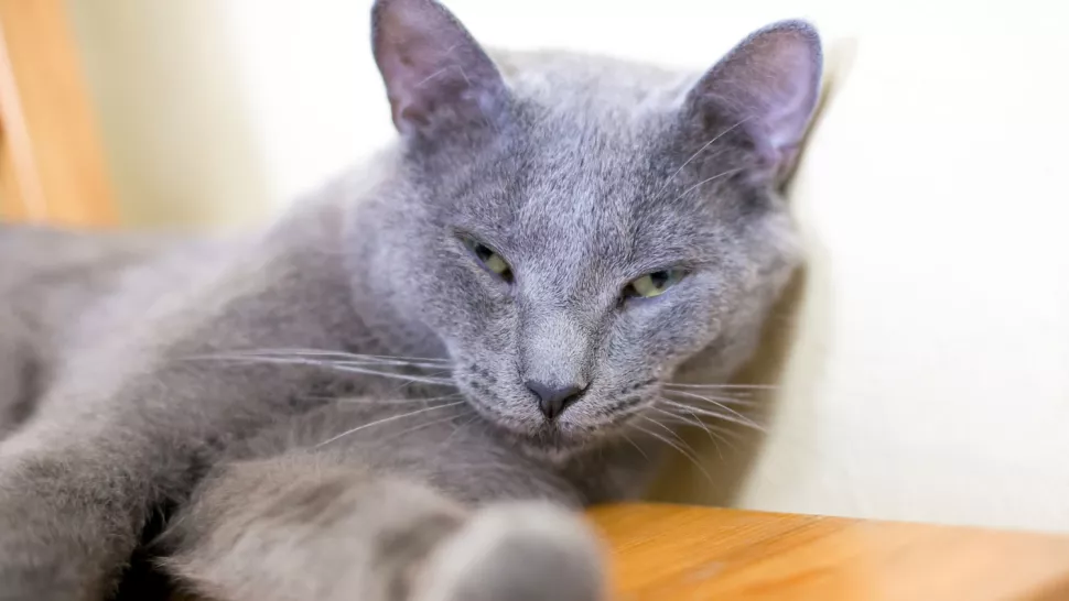 一只状态不佳的灰色猫咪正在微眯着双眼看着前方