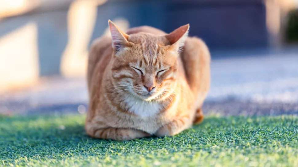 在草地上眯着眼保持面包姿势的猫咪