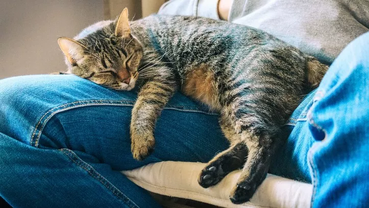 在主人大腿上睡觉的猫咪