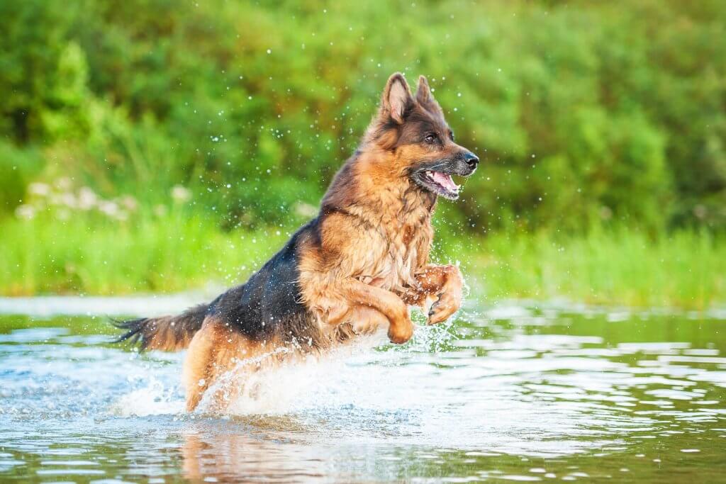 在水中跳跃的德国牧羊犬