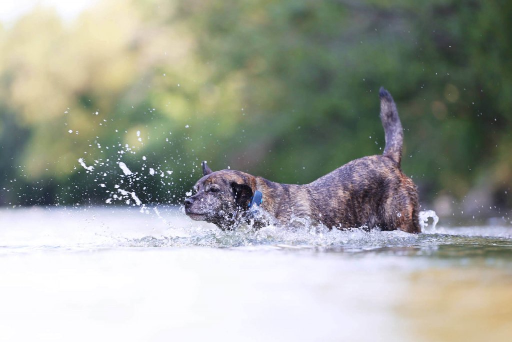 狗在外面跑到水里