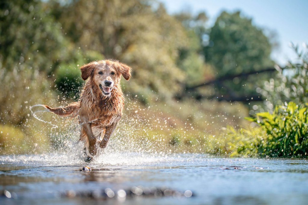 在水边奔跑的黄狗