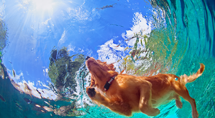 水中的金毛猎犬：爱水的犬种