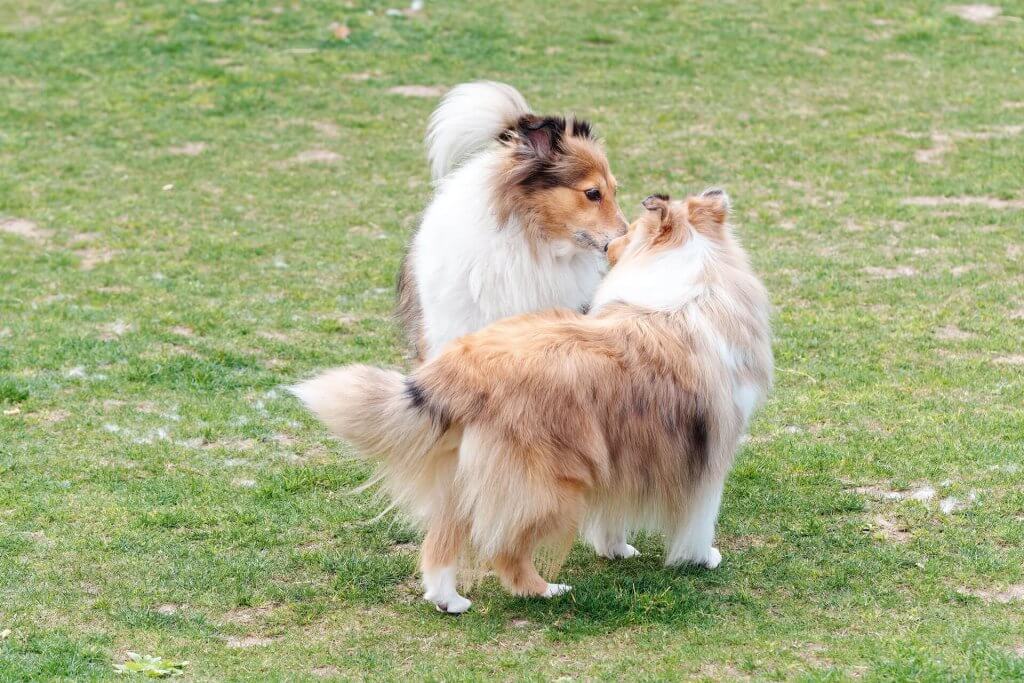 两只棕色和白色的狗在草丛中互相嗅闻