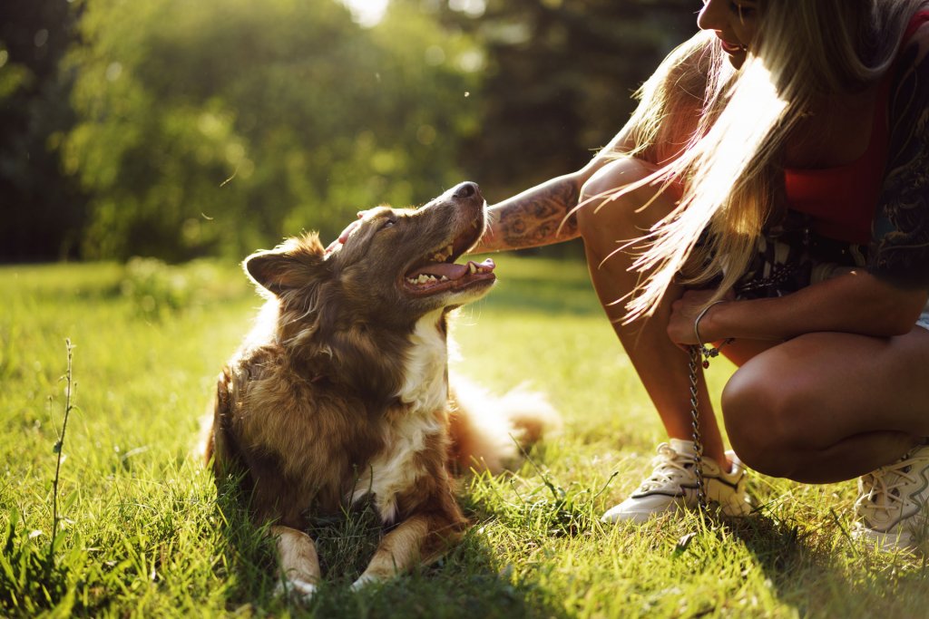 年轻女子跪在公园外面的草地上抚摸一只棕色的狗