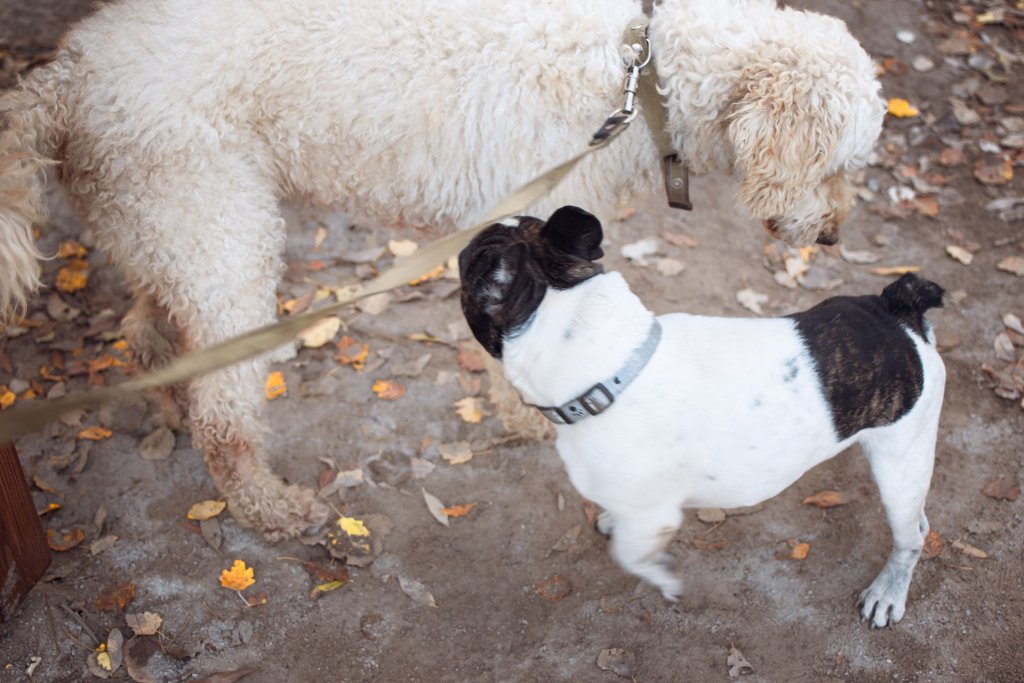 外面的两只狗用地上的叶子互相嗅