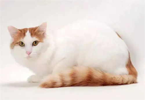 一只白色带着点橘色的猫咪