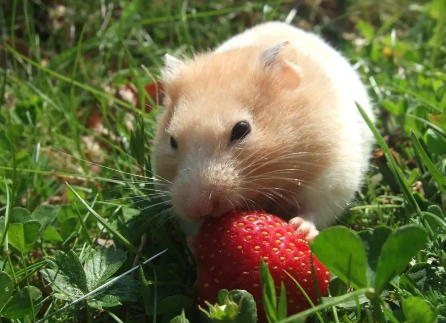 正在吃草莓的仓鼠