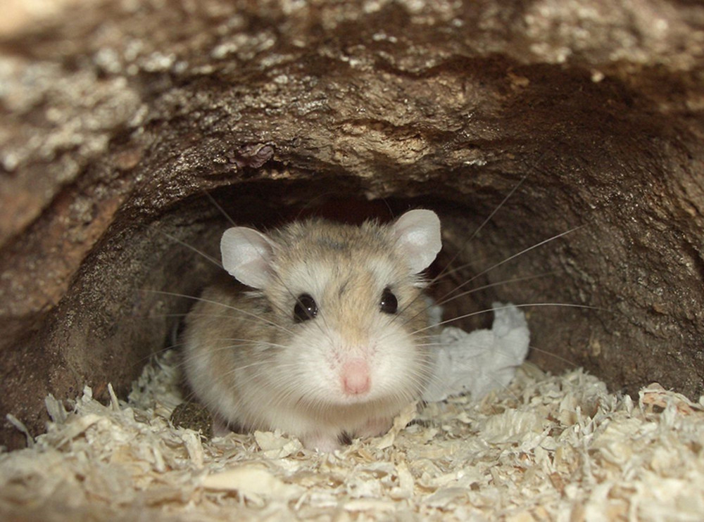 躲在洞里的罗伯罗夫斯基仓鼠