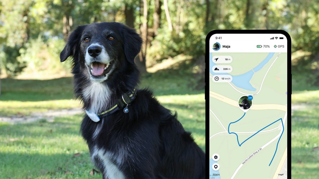 黑狗戴着 gps 狗项圈坐在背景的草地上； 前景中的牵引 GPS 应用程序
